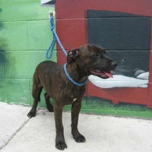 No photo for Imp # K48752