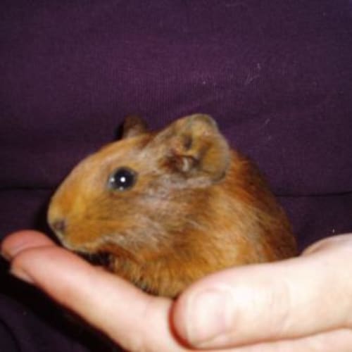 No photo for Biscuit