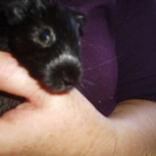 No photo for Jelly Bean