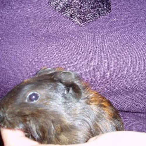 No photo for Duchess