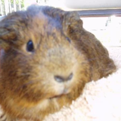 No photo for Pricilla