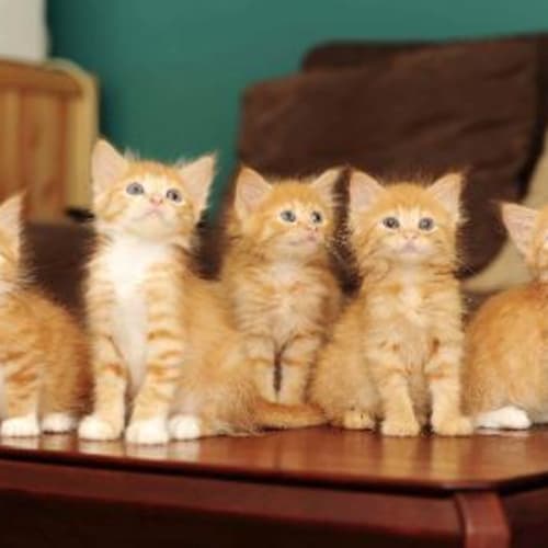 No photo for The Gingers (1 Male, 1 Female Left)