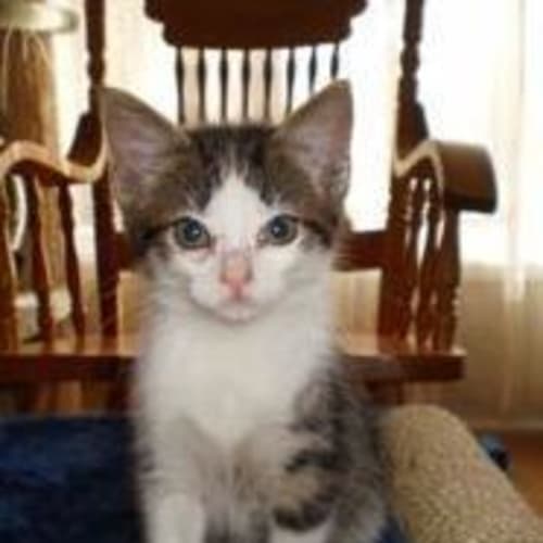 No photo for Sylvester