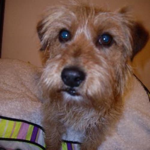 No photo for Spencer ( On Hold Pending Adoption Finalisation)