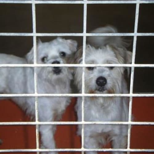 No photo for Buddy   On Trial