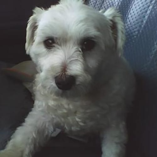 No photo for Timmy   On Trial