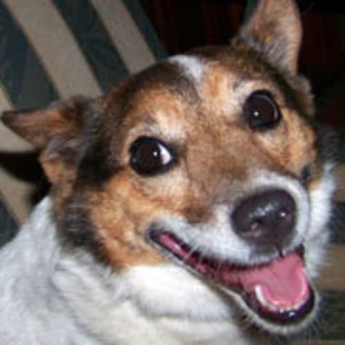 Pip