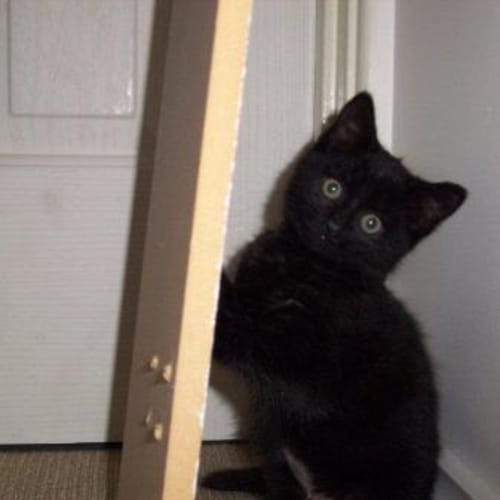 No photo for **Adoption Pending** Nigella