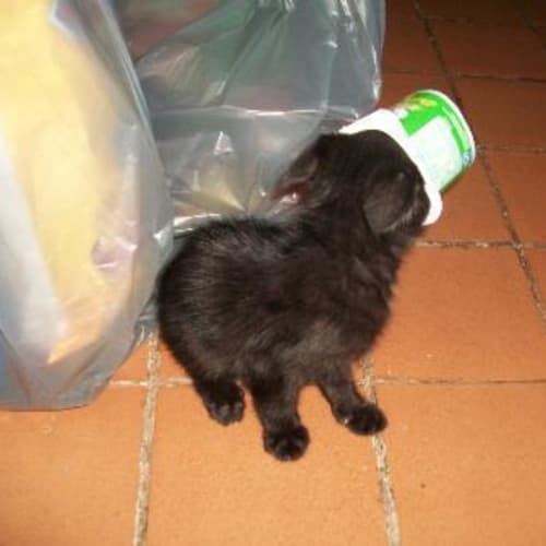 Nibbler