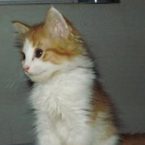 Pumpkin (Pascale)