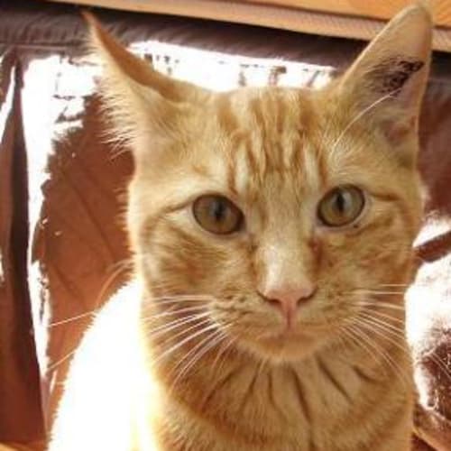 No photo for Coco & Pumpkin