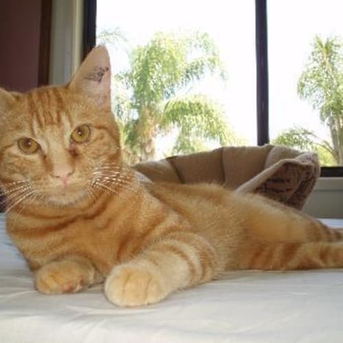 No photo for Pumpkin