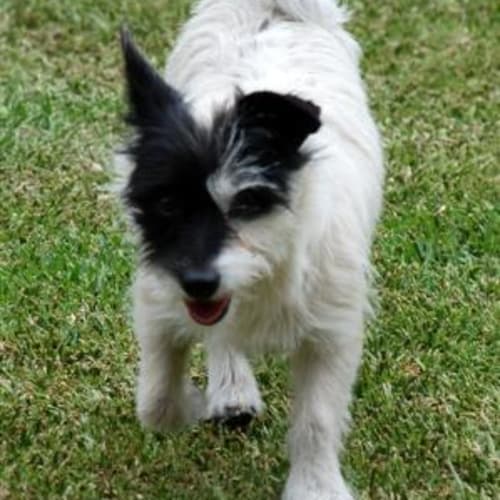 No photo for **Adoption Pending** Gizmo