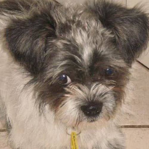 No photo for **Adoption Pending** Bessie