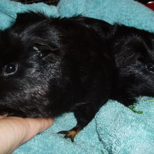 No photo for Gold Finger