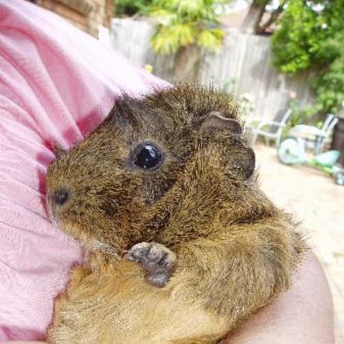 No photo for Sugar   On Hold