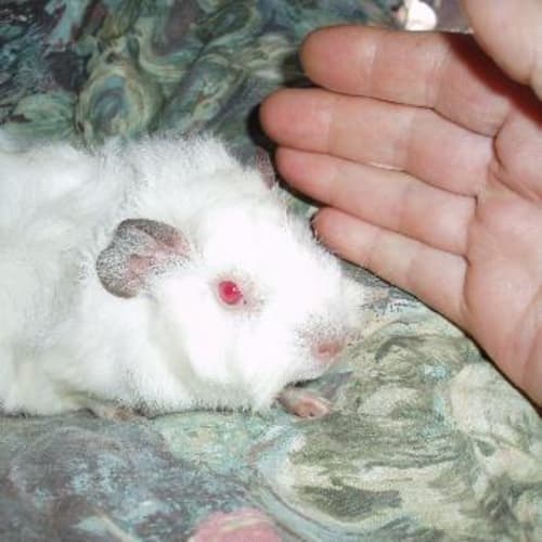 No photo for Princess