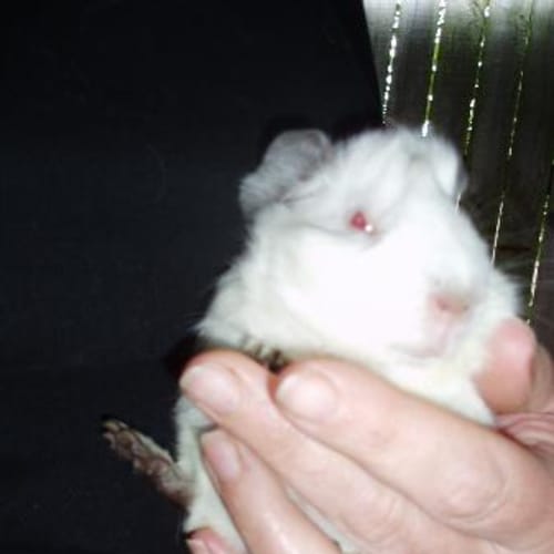 No photo for Lemonade