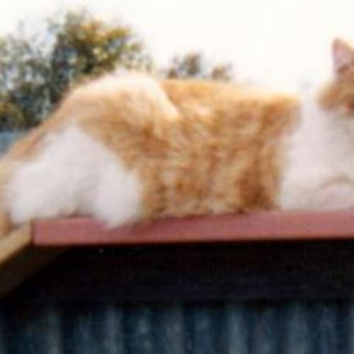 Pusscat