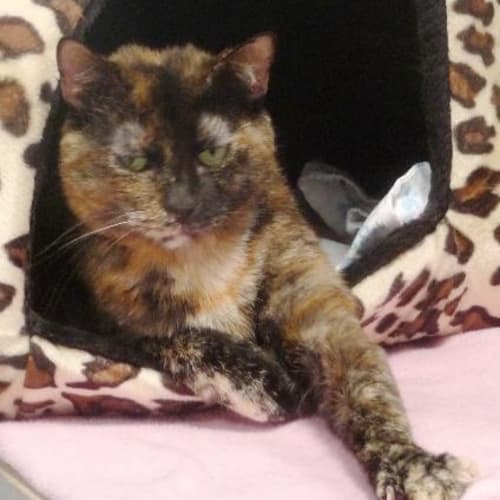 No photo for Cassandra