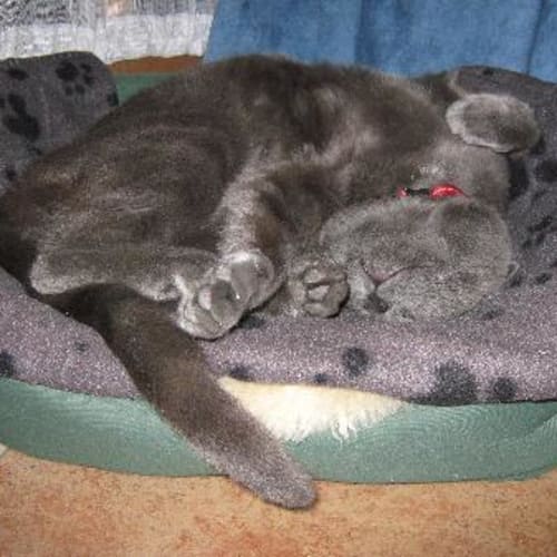 No photo for Smokey  **Adopted**