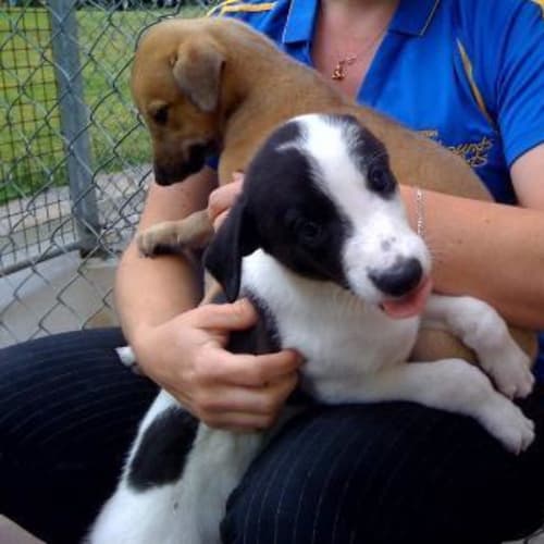 No photo for Puppy 1