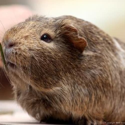 No photo for Rodney