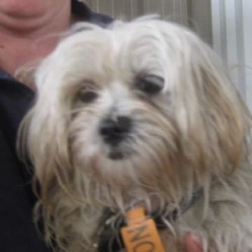 No photo for Candy  **Now Adopted**