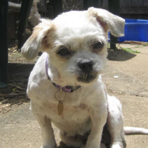 Gracie