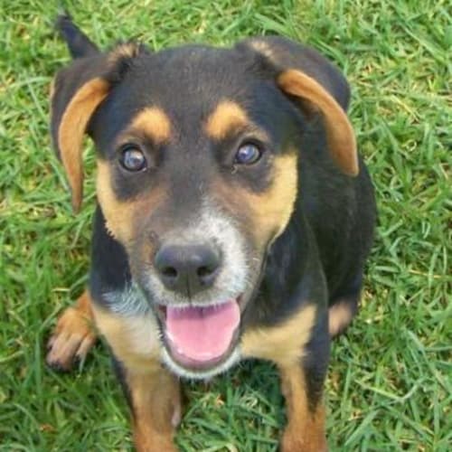 Jodie Adopted