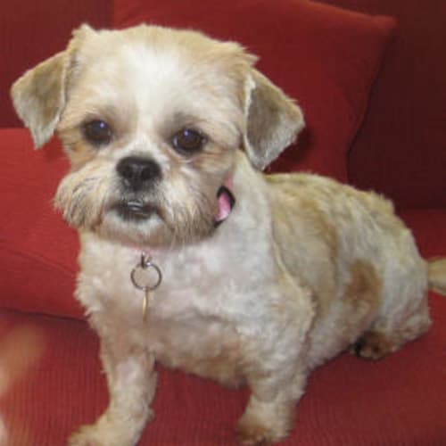 Lily Belle