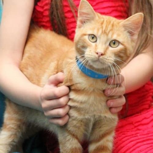 No photo for Pound Cats | Ginga Ninja