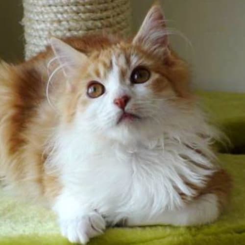 Topaz