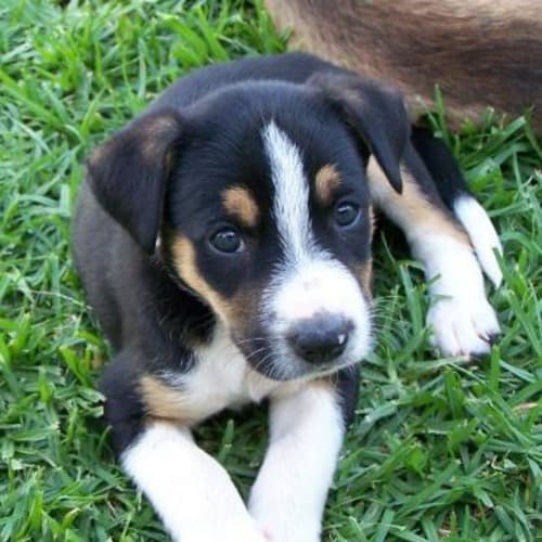 Kelby Adopted