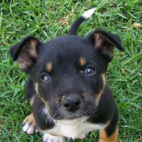 Koby Adopted