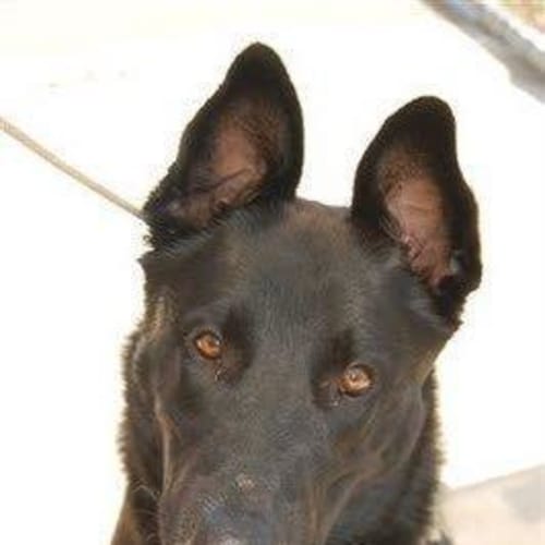 Sampson - On Trial With His New Home