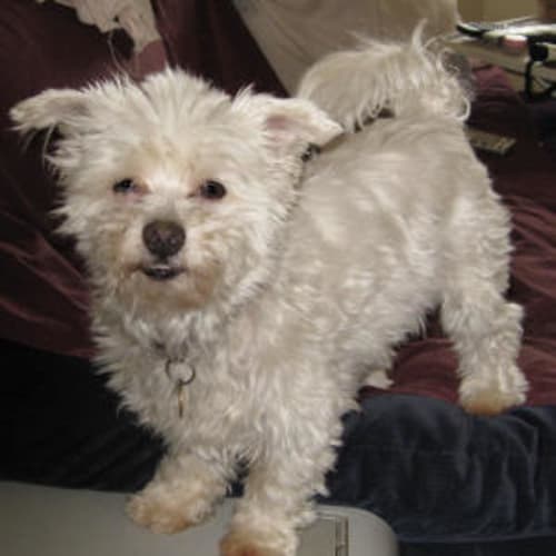 Toby