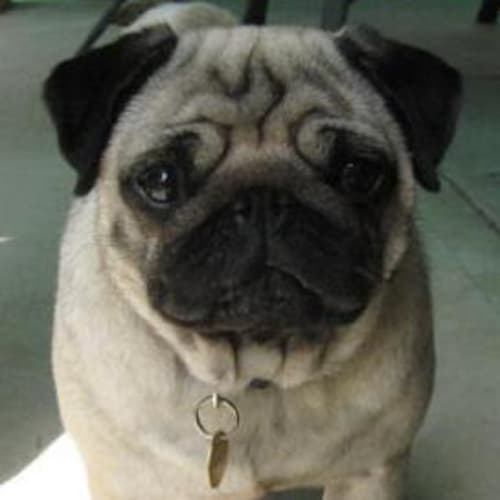 Miss Puggy