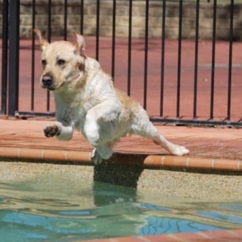 Timba the Water Dog!!