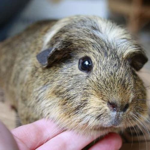 No photo for Wallace (To Be Re Homed With His Friend Cobby)