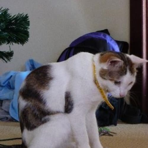 No photo for ** Foster Failure With Her Carer ** Cheyanne