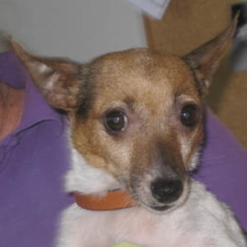 Charlie Girl