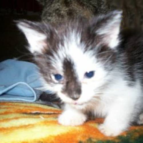 Kitty