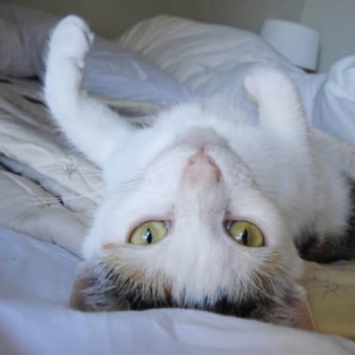 No photo for **Adoption Pending** Cleo