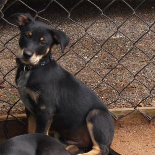 No photo for Floyd   On Hold Pending Adoption