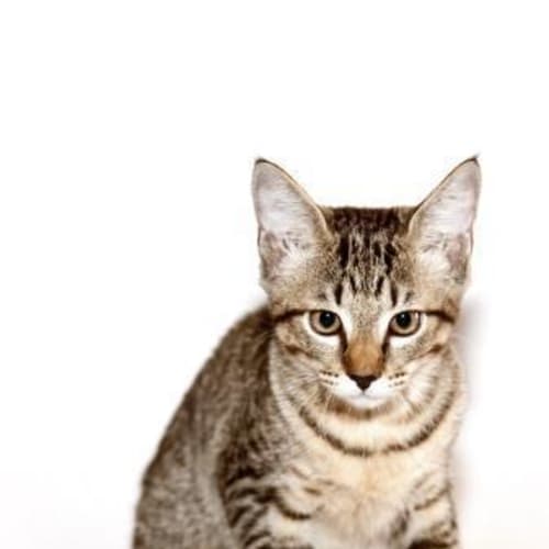 No photo for **Adoption Pending** Hendrix
