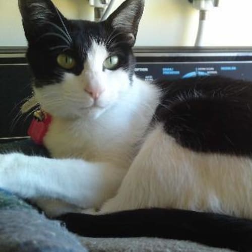 No photo for **Adoption Pending** Elsie