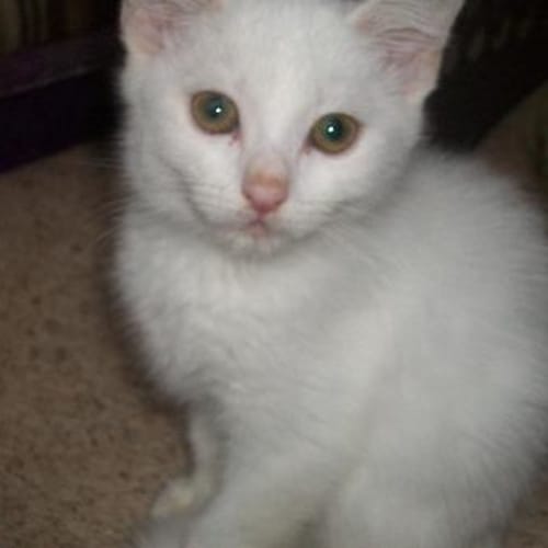 Isabel