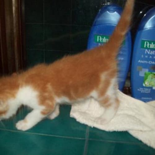 Ginger Meggie