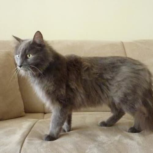 No photo for **Lost   Scarborough Area** Gucci